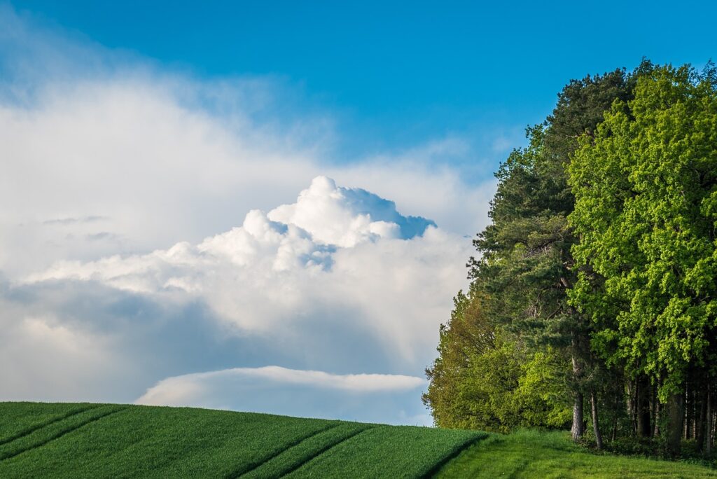 trees sky clouds 6471184
